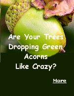 Do falling acorns have anything to do with predicting the weather? If you have oak trees in your yard, you are probably familiar with the task of raking up tons of acorns in the fall. However, sometimes many small green acorns fall from oak trees like crazy, even in the middle of summer. What does this mean and does the amount of green acorns mean anything about winter weather?